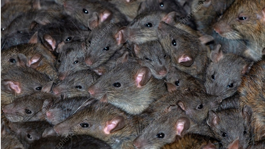 पटना में ‘गंजेड़ी चूहे’! पुलिस का कोर्ट में अजीबोगरीब दावा