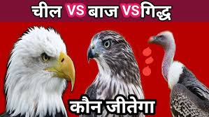 प्रकृति के ‘हवाई योद्धा, तीनों शिकारी,