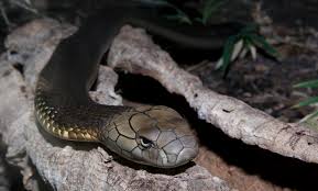 cobra